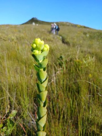 Thesium euphorbioides young, leafy stem